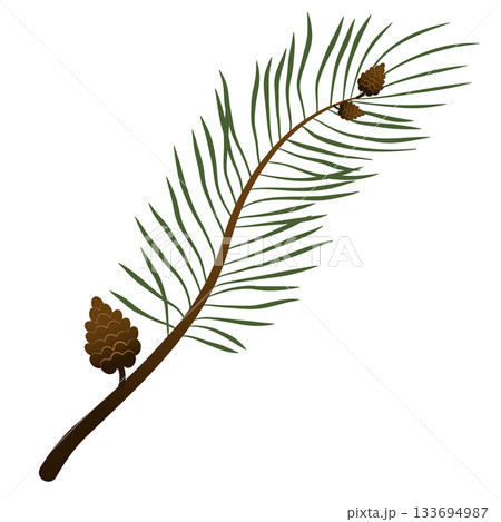 Hand-painted winter plants. Illustrations of an evergreen pine branch. A fir cone for design, print, background, or greeting card. Hand-painted winter plants. Illustrations of an evergreen pine branch. A fir cone for design, print, background, or greeting card. 133694987