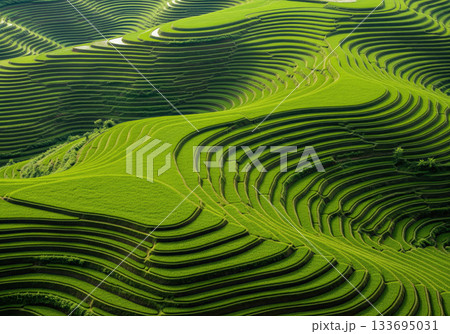 Aerial View of Terraced Rice Fields Aerial View of Terraced Rice Fields 133695031