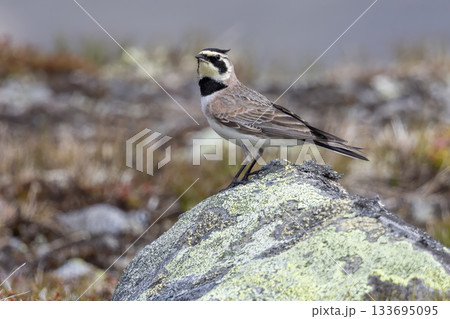 Horned lark stands on a rock in Jotunheimen National Park, Norway during a clear day 133695095