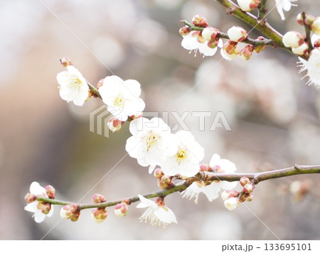 大倉山公園満開の梅 大倉山公園満開の梅 133695101