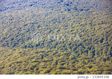 上空から見下ろす一面に広がる秋の樹海 133695106