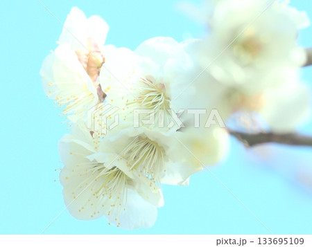青空に映える大倉山公園の白梅 133695109
