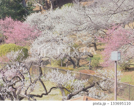 大倉山公園満開の梅 大倉山公園満開の梅 133695110