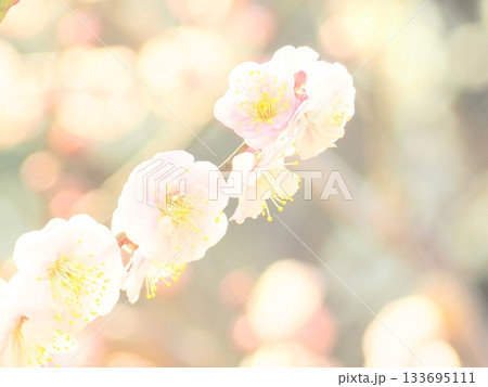 大倉山公園の白い梅の花 大倉山公園の白い梅の花 133695111