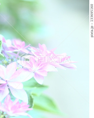 ふんわり赤い紫陽花 ふんわり赤い紫陽花 133695160