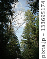 森の中から見える空 133695174