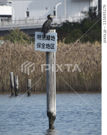 特別緑地保全地区の看板と枯れた葦原を背景に佇むカワウ 特別緑地保全地区の看板と枯れた葦原を背景に佇むカワウ 133695276