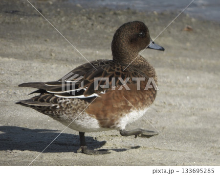 大森ふるさとの浜辺公園の砂浜を軽快に歩くヒドリガモのメス 大森ふるさとの浜辺公園の砂浜を軽快に歩くヒドリガモのメス 133695285