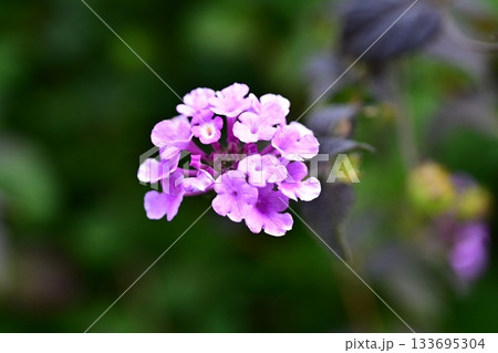 ランタナ(コバノランタナ:Trailing lantana) ランタナ(コバノランタナ:Trailing lantana) 133695304