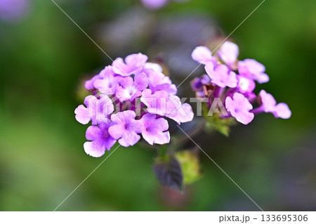 ランタナ（コバノランタナ：Trailing lantana） 133695306