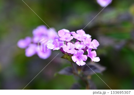 ランタナ(コバノランタナ:Trailing lantana) ランタナ(コバノランタナ:Trailing lantana) 133695307
