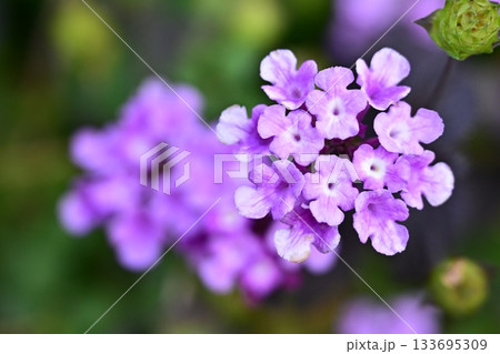 ランタナ(コバノランタナ:Trailing lantana) ランタナ(コバノランタナ:Trailing lantana) 133695309