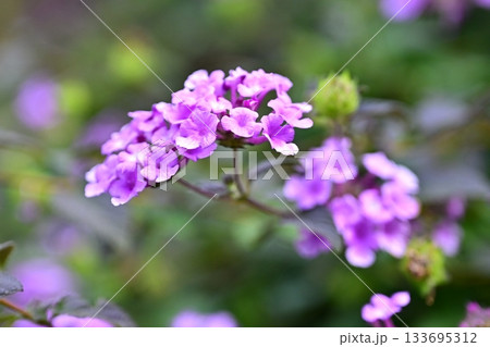 ランタナ（コバノランタナ：Trailing lantana） 133695312