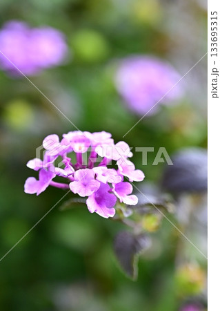 ランタナ(コバノランタナ:Trailing lantana) ランタナ(コバノランタナ:Trailing lantana) 133695315
