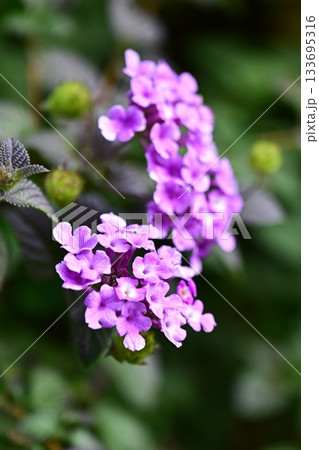 ランタナ(コバノランタナ:Trailing lantana) ランタナ(コバノランタナ:Trailing lantana) 133695316
