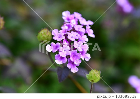 ランタナ（コバノランタナ：Trailing lantana） 133695318