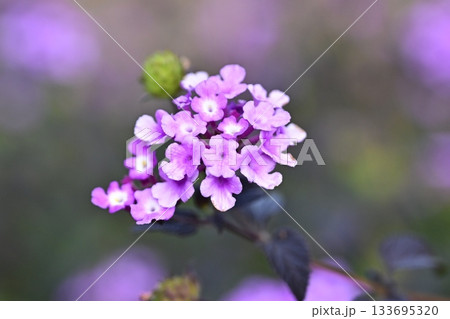 ランタナ（コバノランタナ：Trailing lantana） 133695320