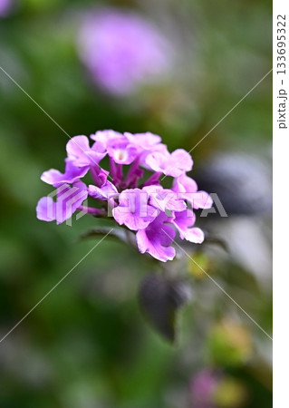 ランタナ(コバノランタナ:Trailing lantana) ランタナ(コバノランタナ:Trailing lantana) 133695322