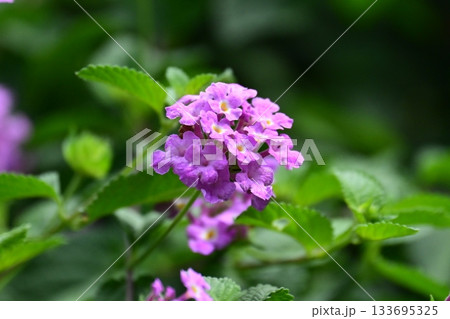 ランタナ（コバノランタナ：Trailing lantana） 133695325