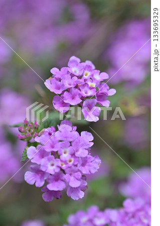 ランタナ(コバノランタナ:Trailing lantana) ランタナ(コバノランタナ:Trailing lantana) 133695329