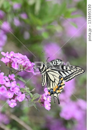 ランタナ(コバノランタナ:Trailing lantana) ランタナ(コバノランタナ:Trailing lantana) 133695330