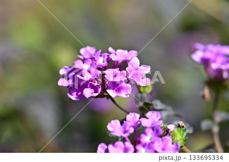 ランタナ(コバノランタナ:Trailing lantana) ランタナ(コバノランタナ:Trailing lantana) 133695334