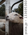 柵から顔を出す羊 133695360