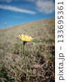 土手で力強く咲くタンポポ 133695361
