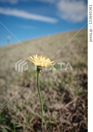 土手で力強く咲くタンポポ 土手で力強く咲くタンポポ 133695361