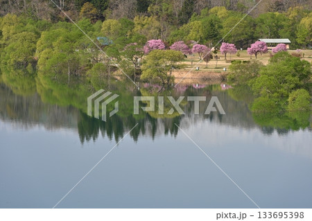 池に映る桜と水没林 133695398