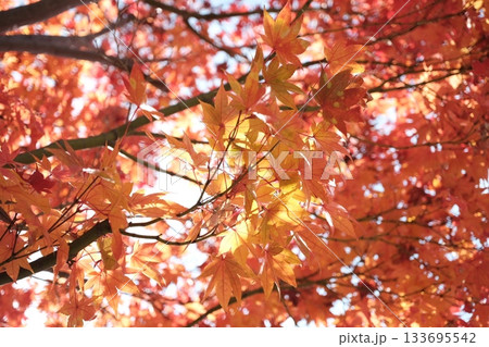 真っ赤な紅葉 真っ赤な紅葉 133695542