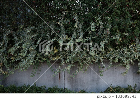 塀のシルバーヘデラ 塀のシルバーヘデラ 133695543