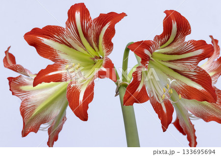 Amaryllis flowers blooming with red and white stripes 133695694