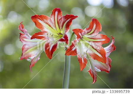 Amaryllis flowers blooming with red and white striped petals 133695739