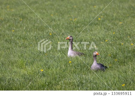 Two greylag geese resting in green meadow Two greylag geese resting in green meadow 133695911