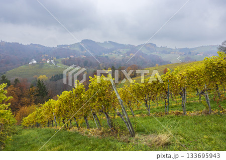 Autumn grapevines growing on KITZECK IM SAUSAL hillside 133695943