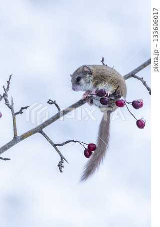 Japanese dormouse eating berries on a snowy branch Japanese dormouse eating berries on a snowy branch 133696017
