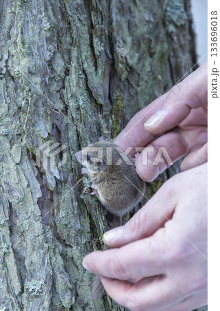 Person holding small garden dormouse on tree bark in Lubochna, Slovakia Person holding small garden dormouse on tree bark in Lubochna, Slovakia 133696018