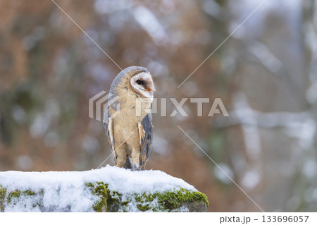 Barn owl standing on snowy mossy surface in winter Barn owl standing on snowy mossy surface in winter 133696057