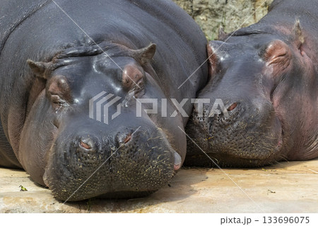 Hippopotamus pair resting together sleeping in sun 133696075