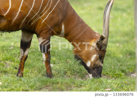 Eastern bongo antelope grazing green grass outdoors Eastern bongo antelope grazing green grass outdoors 133696076