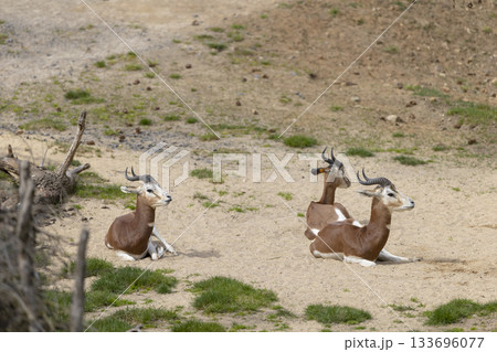 Dama gazelles resting on sandy ground in Prague ZOO Dama gazelles resting on sandy ground in Prague ZOO 133696077