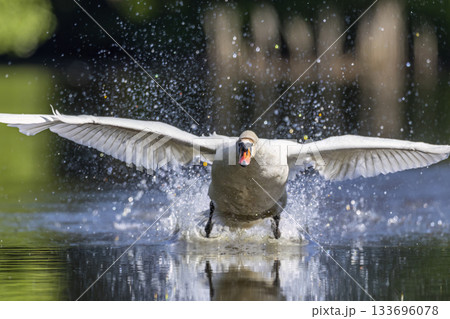 Mute swan landing on water creating big splash Mute swan landing on water creating big splash 133696078