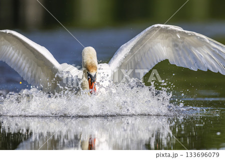 Mute swan landing on water creating big splash Mute swan landing on water creating big splash 133696079