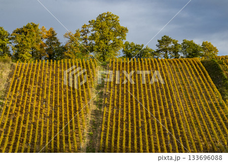 Vineyard rows showing autumn colors in Chichee, France Vineyard rows showing autumn colors in Chichee, France 133696088