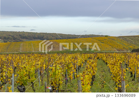 Vineyard showing golden autumn leaves in Bourgogne Franche Comte 133696089