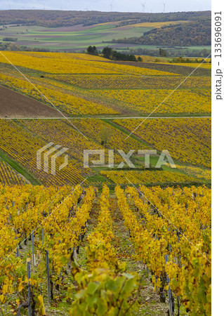 Autumn grapevines in Chablis vineyard of Fleys, France Autumn grapevines in Chablis vineyard of Fleys, France 133696091