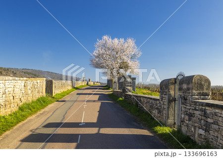 Flowering tree alongside vineyard road in Chassagne Montrachet 133696163