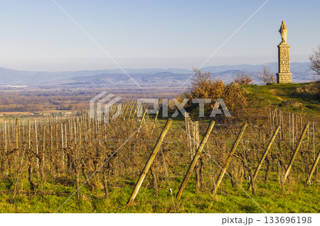 Vineyard rows and Madonna statue in Alsace, Grand Est, France Vineyard rows and Madonna statue in Alsace, Grand Est, France 133696198