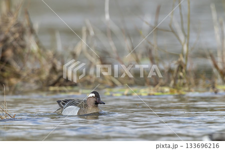 Garganey duck swimming in water during springtime Garganey duck swimming in water during springtime 133696216